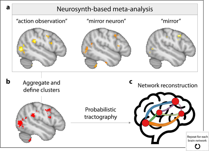 White matter connectivity in brain networks supporting social and affective  processing predicts real-world social network characteristics