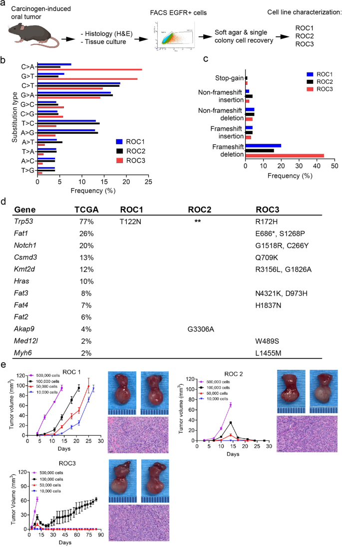 Fig. 1: Mutational landscape and tumorigenesis of syngeneic ROC cell lines derived from a murine model of carcinogen-induced oral cancer.