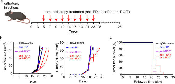 Fig. 3: Immune-excluded mutant p53–mediated ROC1 tumors do not respond to immune checkpoint inhibition.
