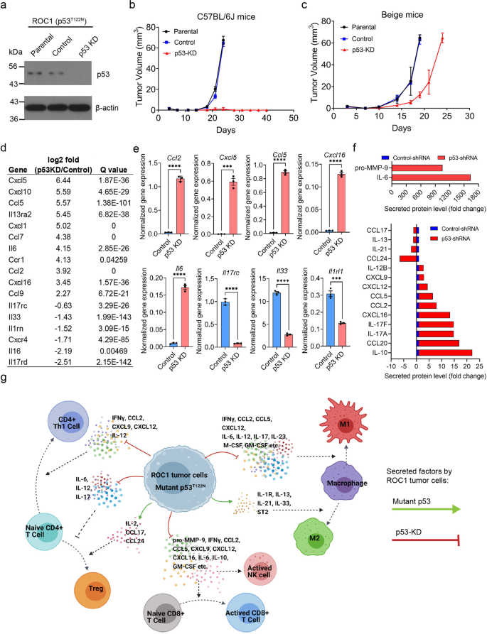 Fig. 4: Mutant p53 in ROC1 tumors modulates tumor cell-intrinsic factors required for immune escape in immunocompetent mice.