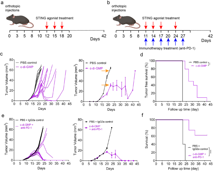 Fig. 6: Combination immunotherapy targeting innate and adaptive immunity overcomes p53-driven tumor-mediated immune suppression.