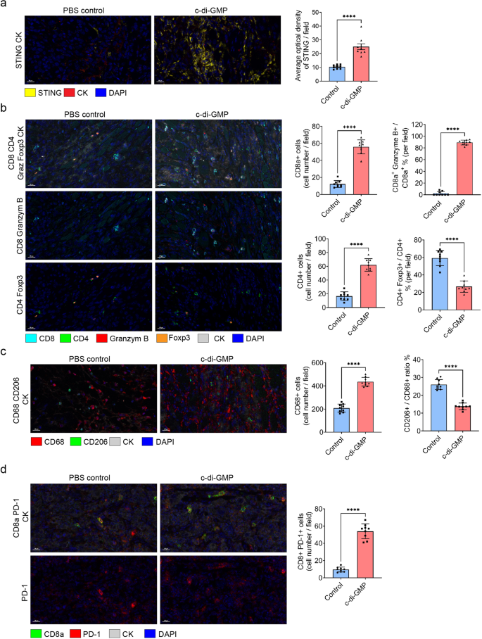 Fig. 7: STING agonist c-di-GMP influences the TIME of ROC1 cold tumors.