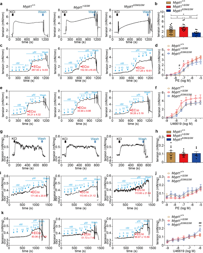 Fig. 2: MYPT1-deficient dosal arteries and CCs showed increased sustained tension stimulated by KCl, and high sensitivity stimulated by agonists.