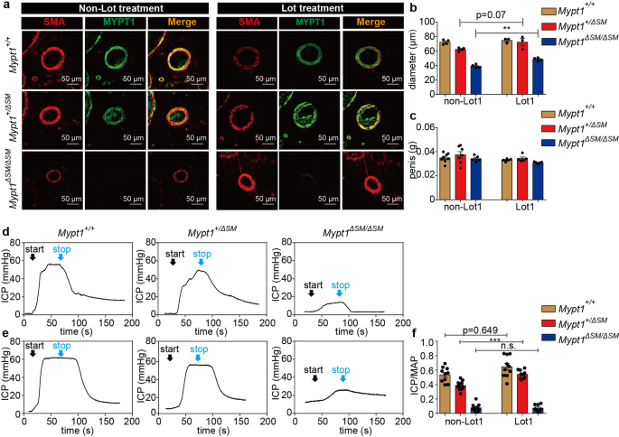 Fig. 6: Lotusine improved the penile ICP response to EFS in MYPT1 haploinsufficiency mice.