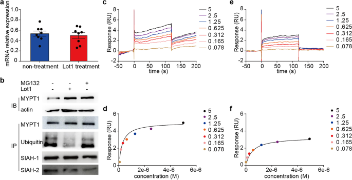 Fig. 8: Lotusine upregulated MYPT1 expression by inhibiting MYPT1 ubiquitination by binding SIAH1/2.