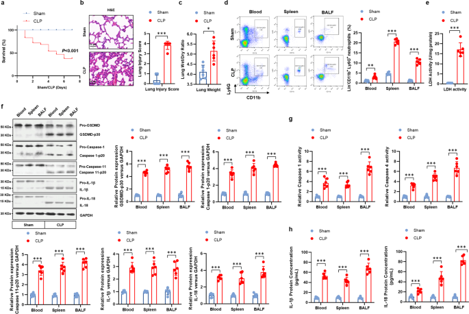 Fig. 1: Pyroptosis is induced in neutrophils in septic mice.