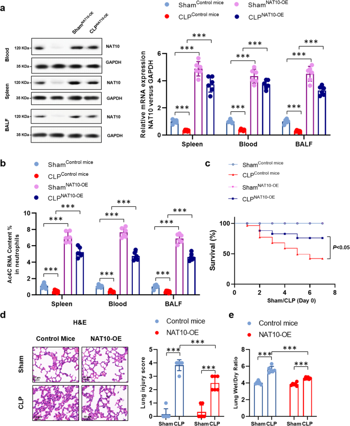 Fig. 3: Neutrophils specific NAT10 over-expression improved survival and ameliorated lung injury in septic mice.