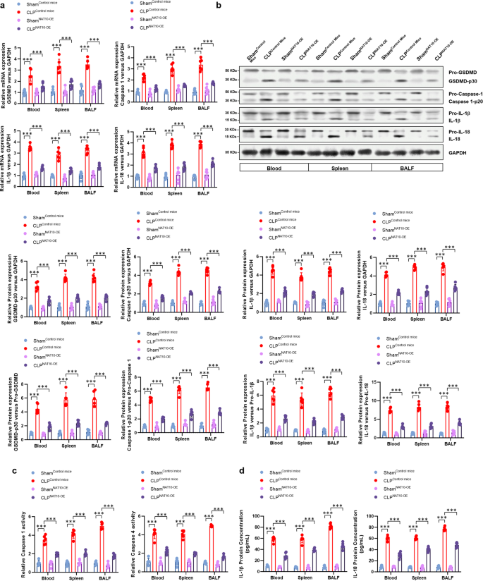 Fig. 4: NAT10 over-expression diminished neutrophil pyroptosis in septic mice.