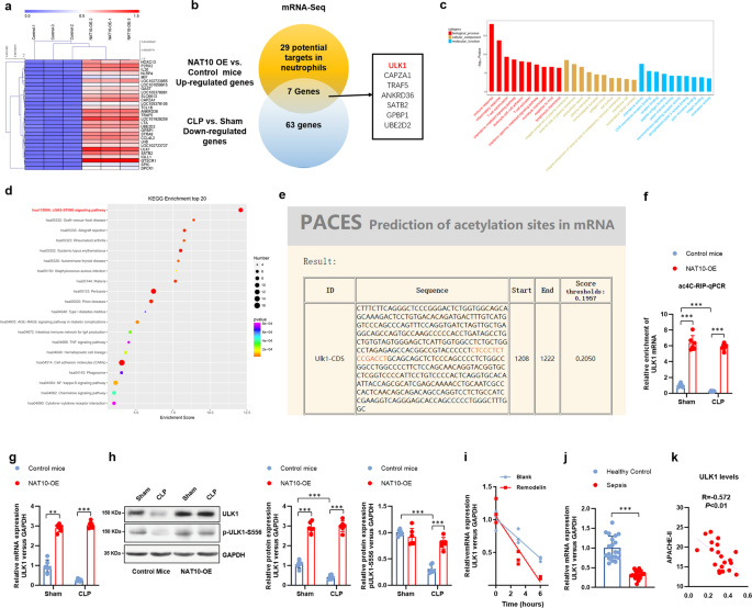 Fig. 5: ULK1 was targeted by NAT10-mediated mRNA acetylation (ac4C) in neutrophils.