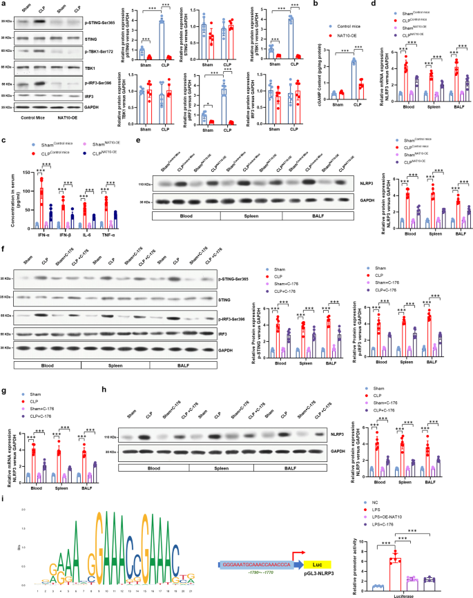 Fig. 6: Over-expression of NAT10 in neutrophils inhibited the activation of STING and the pyroptosis-inducing NLRP3 inflammasome.