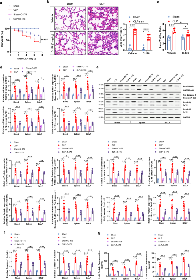 Fig. 7: Over-expression of NAT10 attenuated septic lethality via restraining neutrophil pyroptosis regulated by the ULK1-STING-NLRP3 axis.