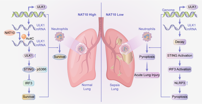 Fig. 8: Graphical abstract. NAT10 functions as a negative regulator of neutrophil pyroptosis and a protective factor in sepsis.