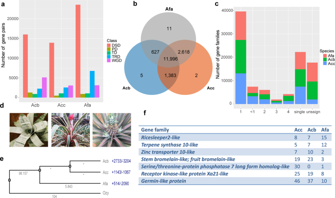 Fig. 3: Gene family expansion and contraction estimation in A. fasciata, A. comosus var. comosus and A. comosus var. bracteatus.