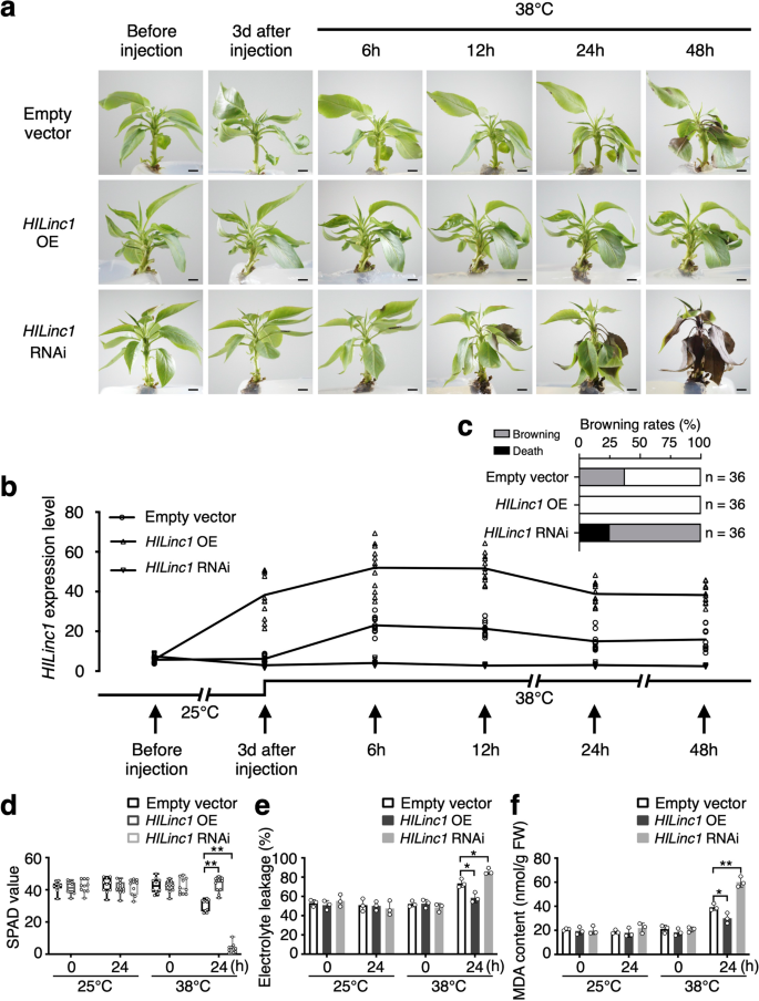 Fig. 2: Improvement of pear thermotolerance by HILinc1.