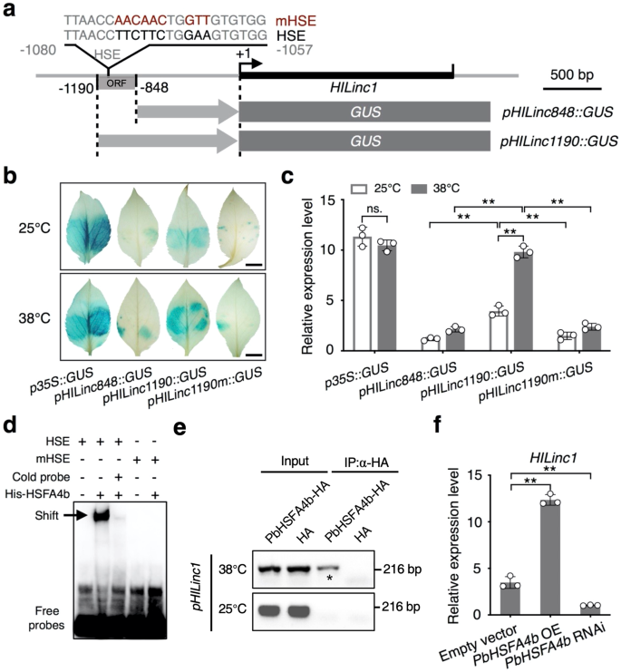 Fig. 3: PbHSFA4b directly upregulates the expression of HILinc1.