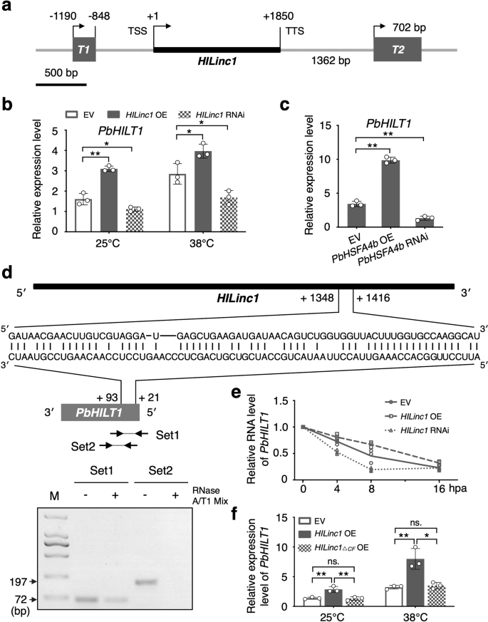 Fig. 4: Stabilization of the PbHILT1 transcript by HILinc1 through complementary base pairing.