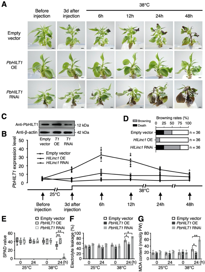 Fig. 5: Improvement of pear thermotolerance by PbHILT1.