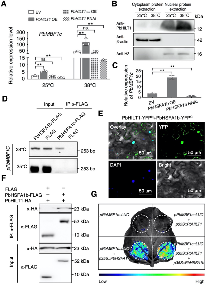 Fig. 6: PbHILT1 interacts with PbHSFA1b and enhances its transcriptional activity.