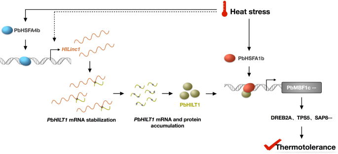 Fig. 7: A proposed model showing the role of HILinc1 and PbHILT1 in the heat response and thermotolerance regulation in pear.