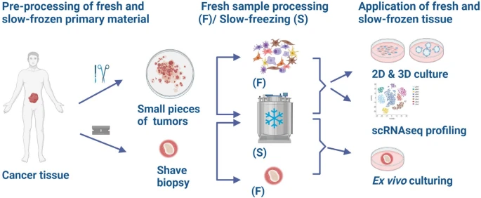 Live slow-frozen human tumor tissues viable for 2D, 3D, ex vivo cultures and single-cell RNAseq