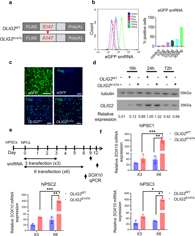 Fig. 1: An smRNA coding OLIG2 with phosphosite modification enhances protein expression and can induce differentiation into oligodendroglial lineage cells.