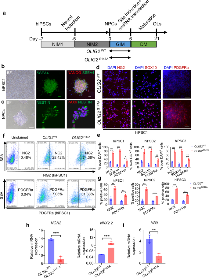 Fig. 2: A highly efficient strategy for generating smRNA-induced oligodendroglial lineage cells from hiPSC-derived NPCs.