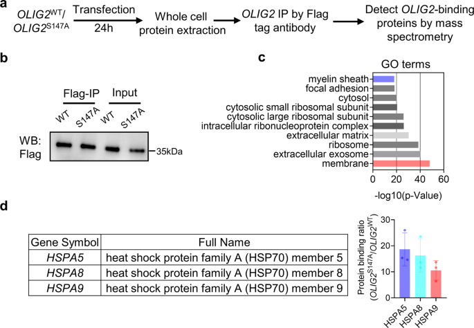 Fig. 5: Proteomic analysis identified proteins that differentially bound to OLIG2S147A and OLIG2WT smRNA.
