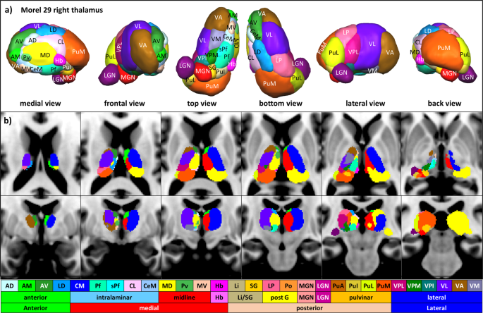 Fig. 2: Anatomy of the thalamus.