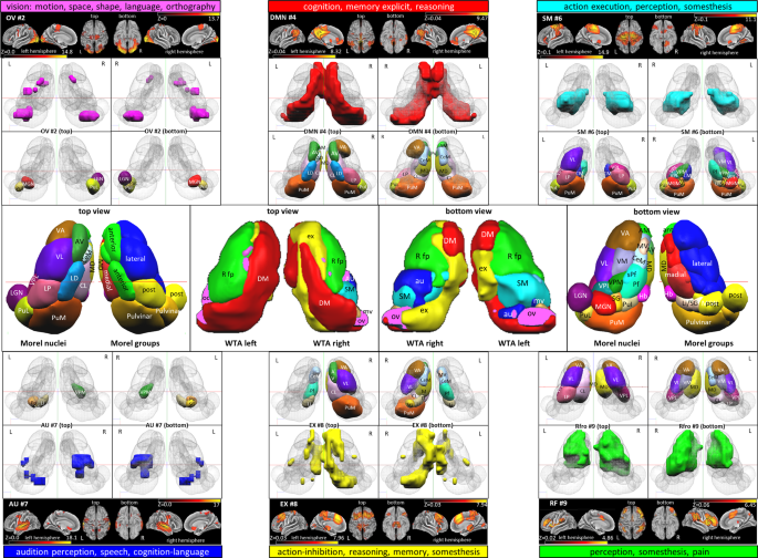 Fig. 6: Comparison of 6 WTA maps with histologically defined thalamus nuclei.