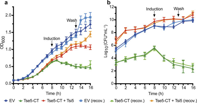 Fig. 1: Tse5-CT has a bacteriolytic effect when expressed in P. putida.