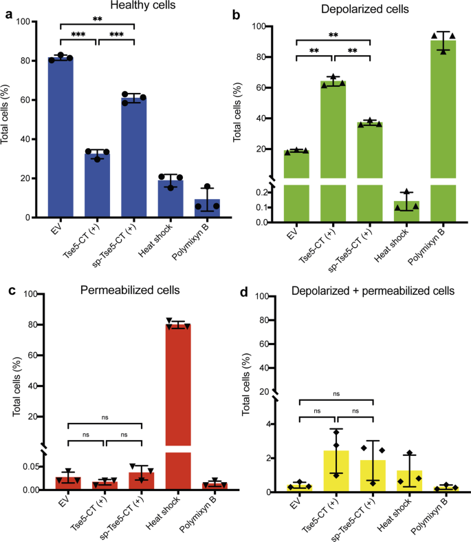 Fig. 2: Tse5-CT causes membrane depolarisation when expressed in P. putida.