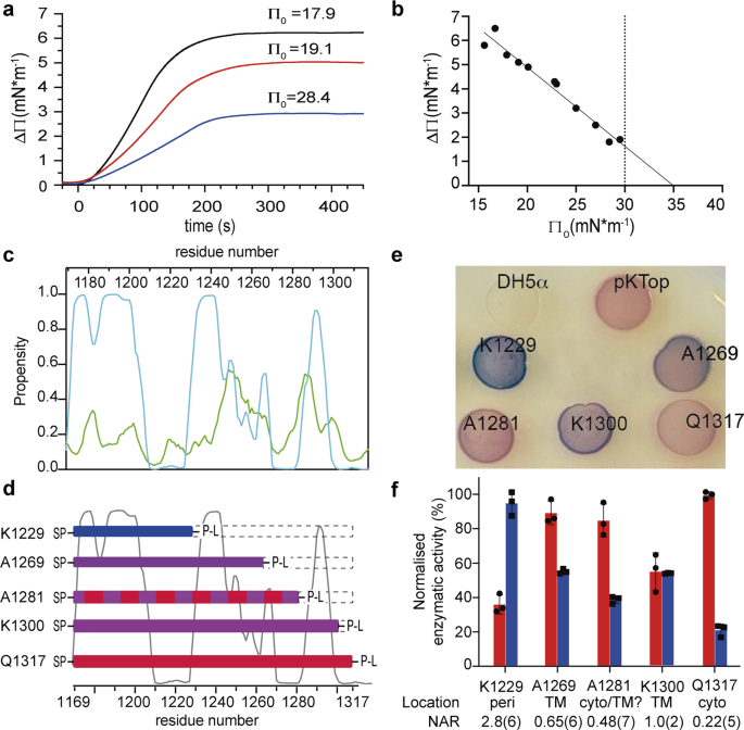 Fig. 4: Tse5-CT contains transmembrane regions that allow it to insert into lipid monolayers and the cytoplasmic membrane of E. coli cells.