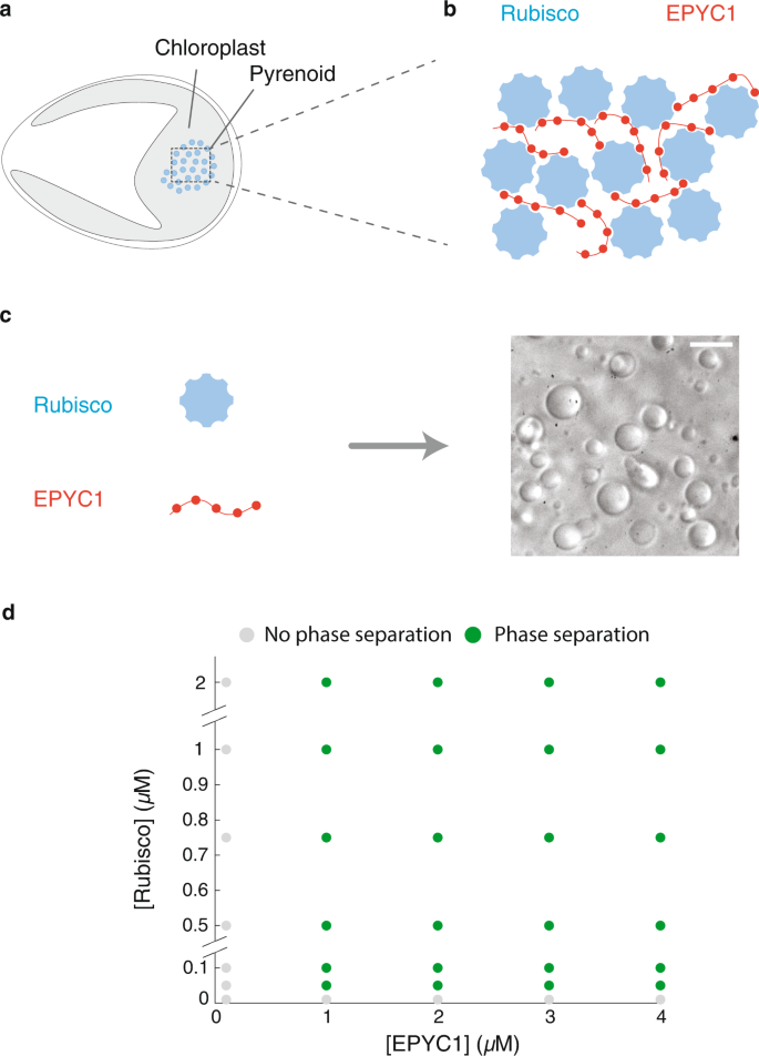 Fig. 1: The components of the pyrenoid—EPYC1 and Rubisco—phase separate in vitro over a broad range of protein concentrations.