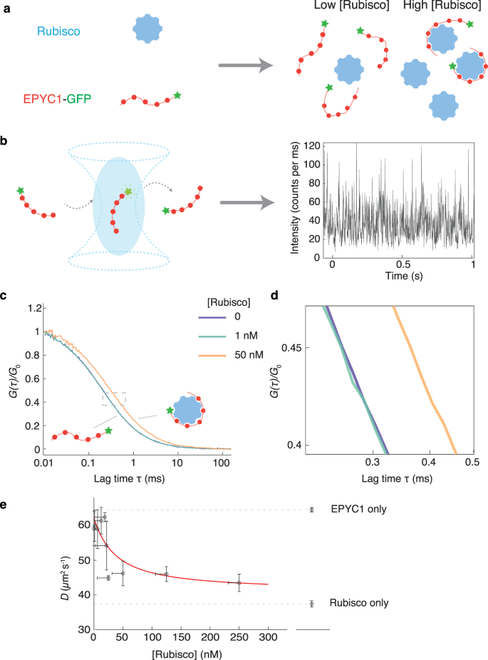 Fig. 2: EPYC1 and Rubisco form complexes when mixed at low concentrations in vitro.