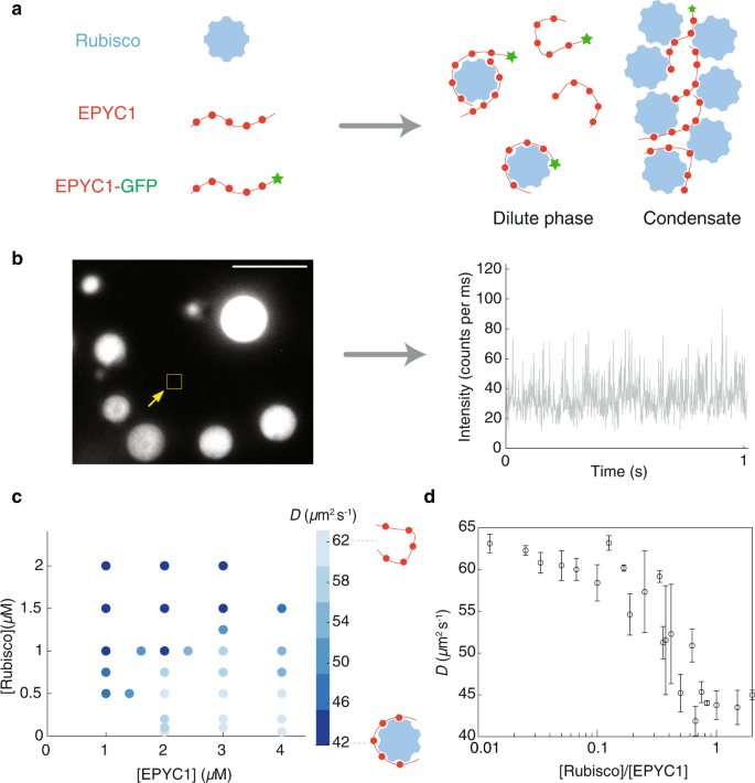 Fig. 3: EPYC1 and Rubisco form complexes in the dilute phase of a phase-separated system.