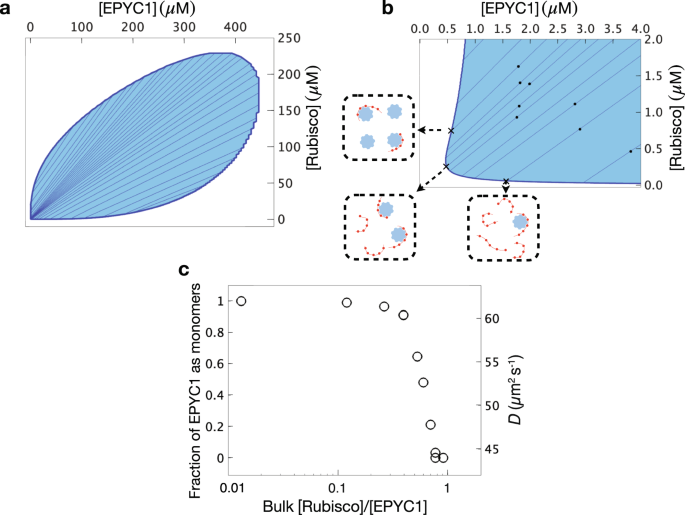 Fig. 4: Predictions of a minimal model for the EPYC1-Rubisco system.