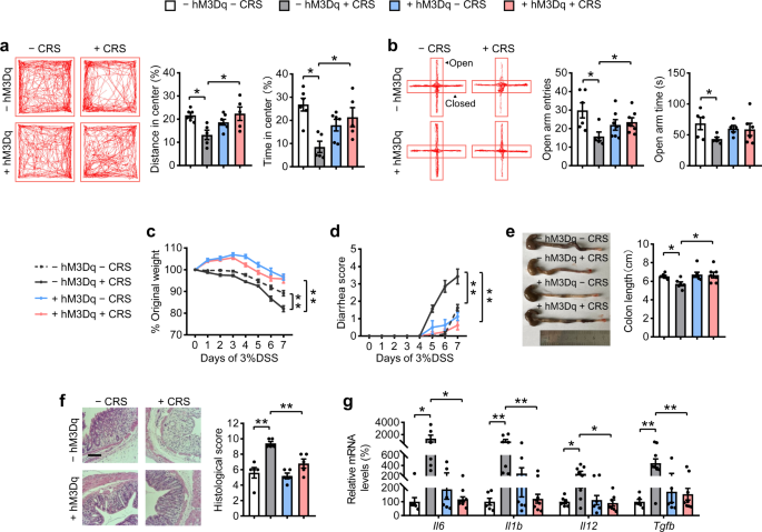 Fig. 1: Activation of AgRP neurons reverses CRS-induced anxiety behaviors and colitis.