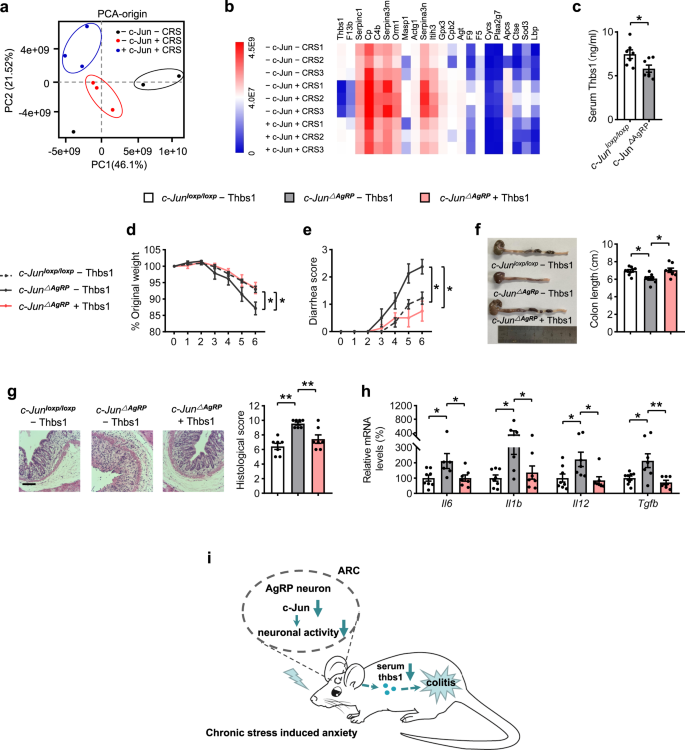 Fig. 4: The increased colitis susceptibility in c-Jun∆AgRP mice is mediated by THBS1.