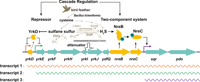 Fig. 10: The schematic diagram for the cascade regulation of the sulfur-oxidizing gene cluster in B. licheniformis MW3.