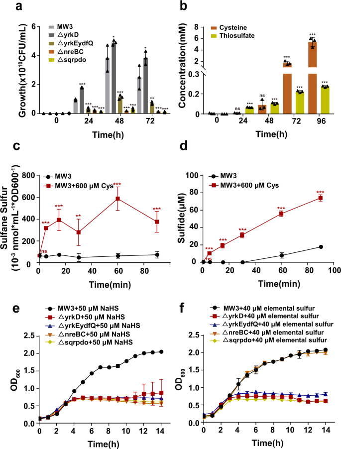 Fig. 2: The sqr-containing gene cluster helped B. licheniformis to resist cysteine toxicity.