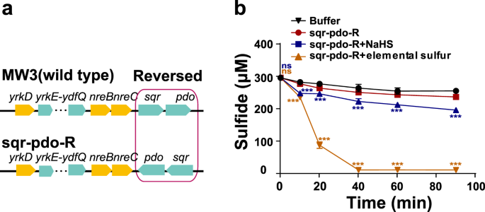 Fig. 5: The confirmation of the promoter between nreC and sqr.