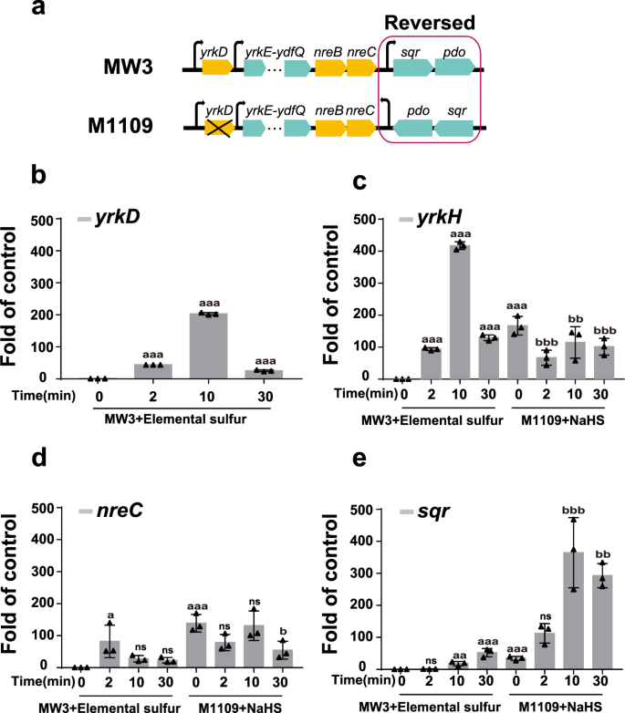 Fig. 7: The transcription level of indicated genes of the gene cluster of WM3 and a yrkD deletion mutant M1109 with inverted sqr and pdo.