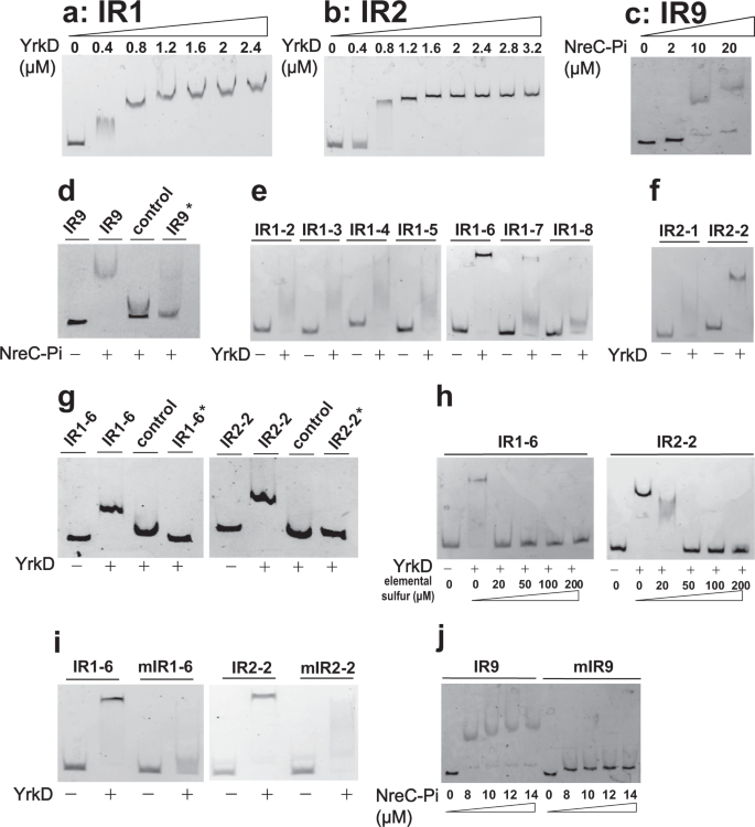 Fig. 9: The DNA binding properties of YrkD and NreC.