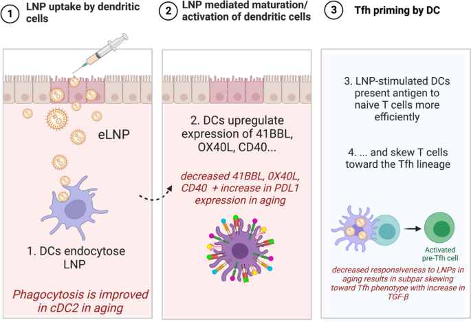 Fig. 8: Lipid nanoparticles (LNP) can activate the innate immune response sans mRNA (eLNP).