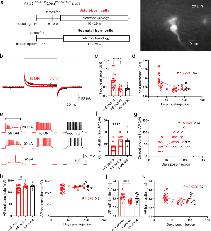 Fig. 1: Enhanced excitability and immature action potentials in young adult-born granule neurons.