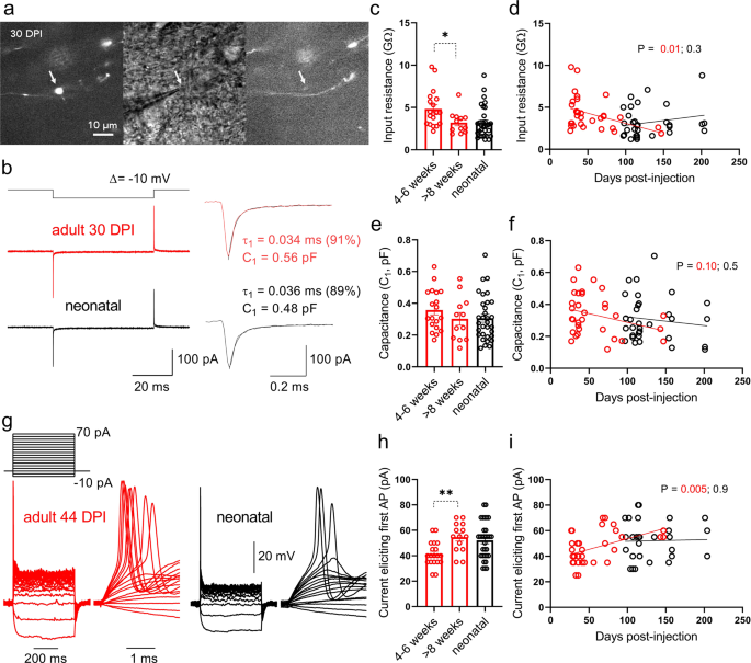 Fig. 2: Recordings from mossy fiber terminals of birthdated granule neurons reveal a critical period of increased input resistance and enhanced excitability.