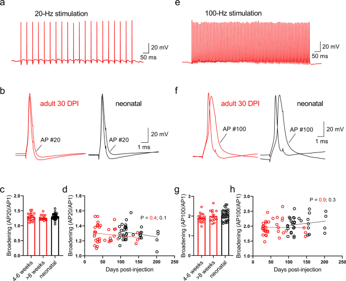 Fig. 4: Mature activity-dependent broadening of action potentials in boutons from young adult-born granule neurons.