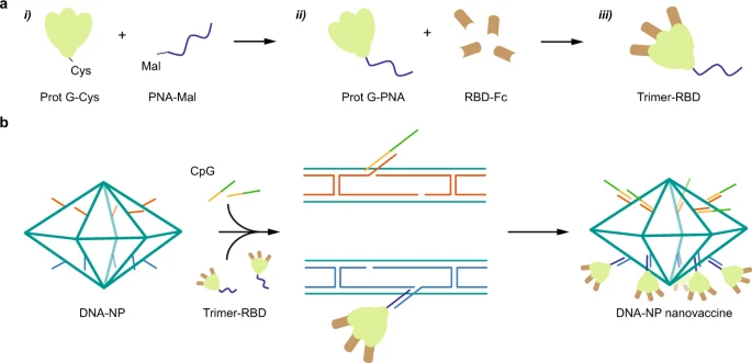 DNA origami presenting the receptor binding domain of SARS-CoV-2 elicit robust protective immune response