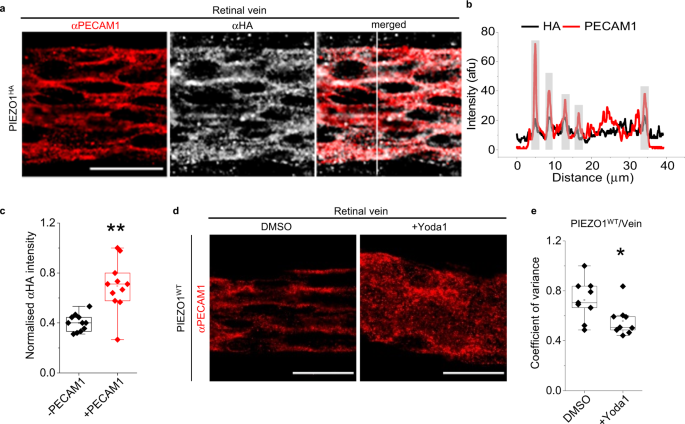 what is a null hypothesis example biology figure 2
