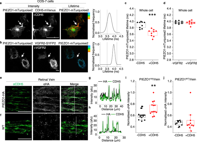 what is a null hypothesis example biology figure 5